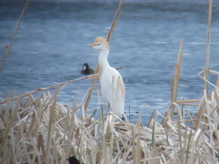 Western Cattle Egret - Kathy Mihm Dunning