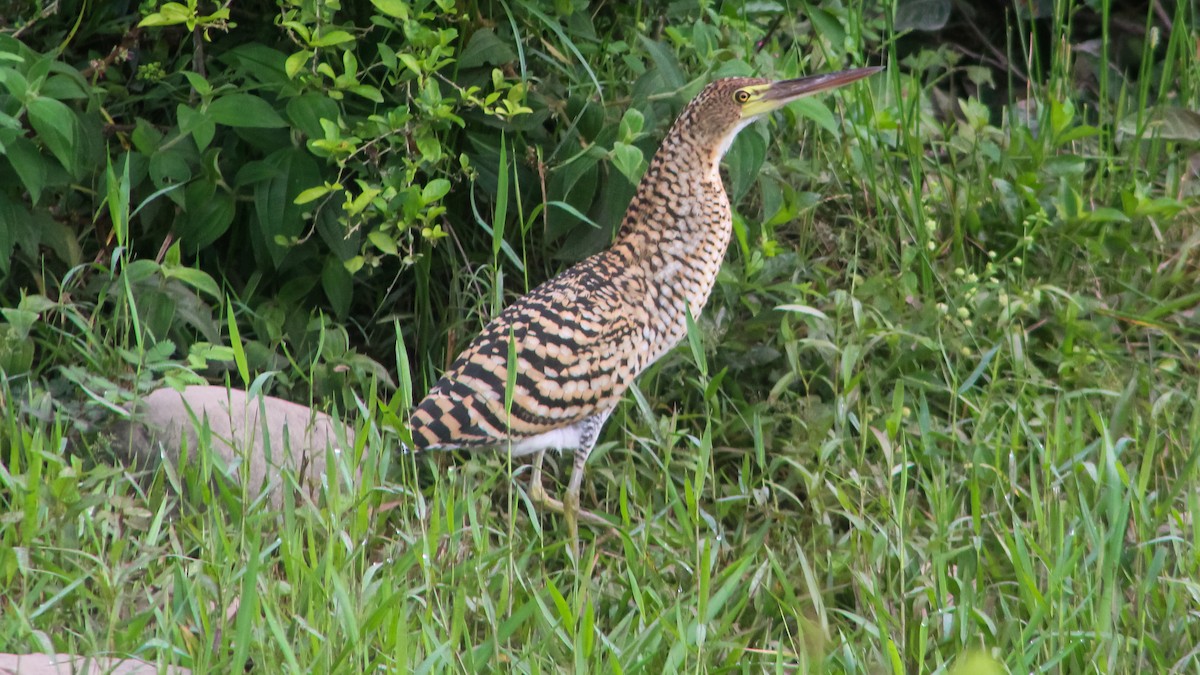 Rufescent Tiger-Heron - Jorge Luis Sandoval Mora