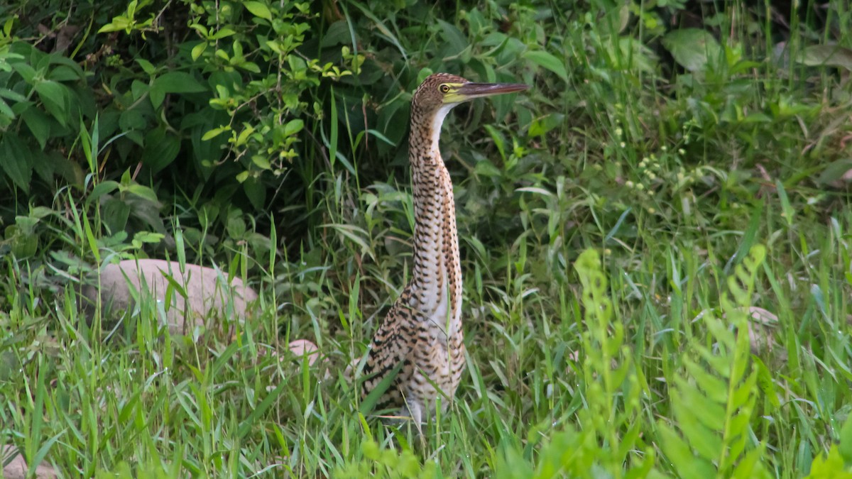 Rufescent Tiger-Heron - Jorge Luis Sandoval Mora