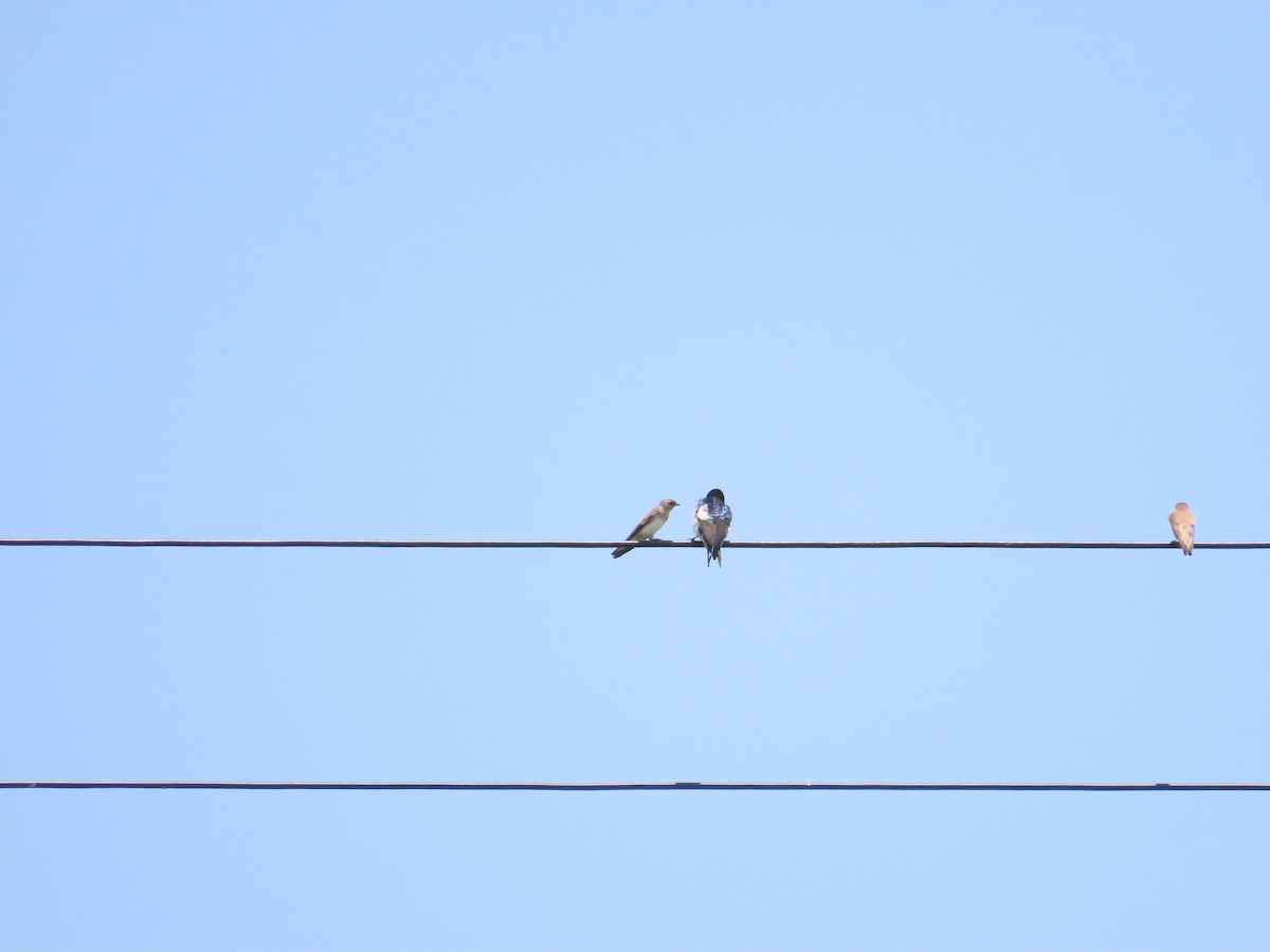 Gray-throated Martin - 韋勳 陳