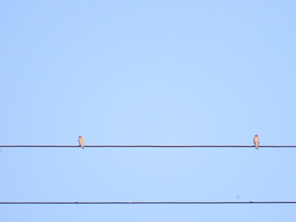 Gray-throated Martin - 韋勳 陳