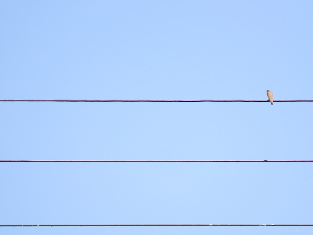 Gray-throated Martin - 韋勳 陳