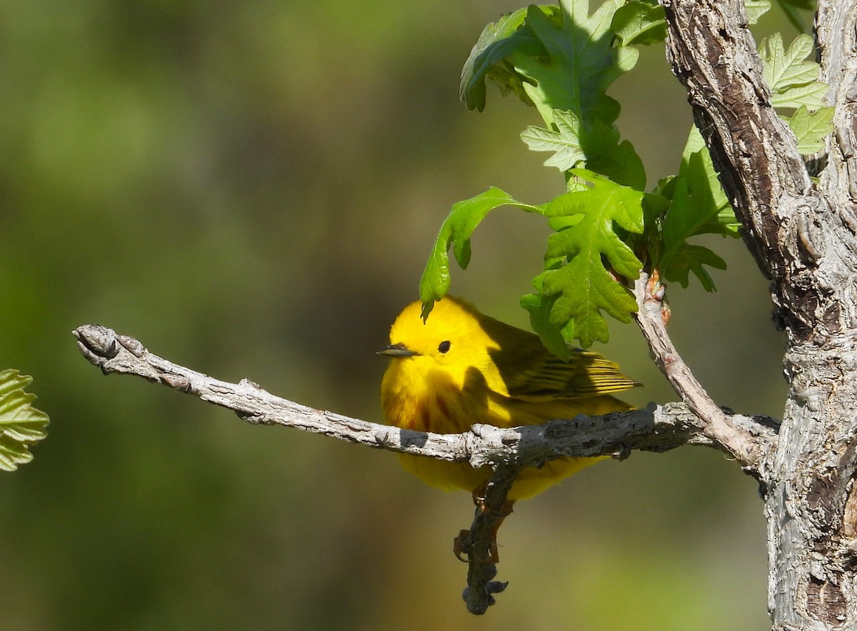 Yellow Warbler - Les Gunderson