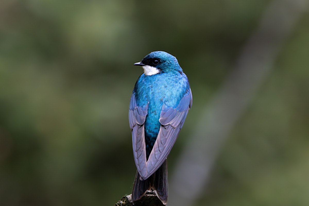 Tree Swallow - Anand Ramachandran