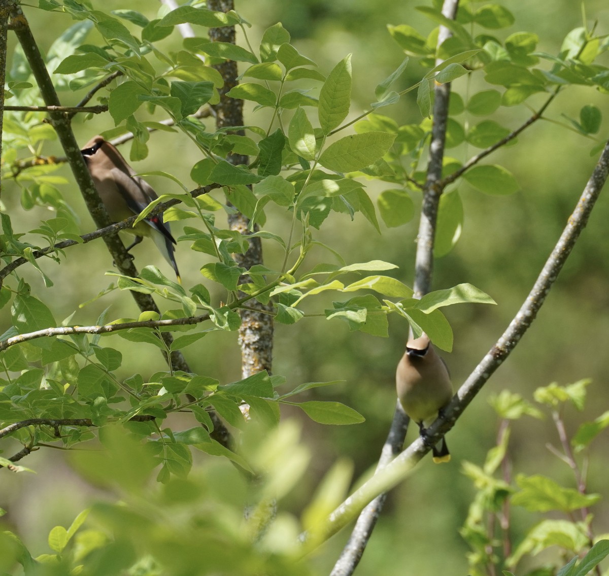 Cedar Waxwing - ML619263859