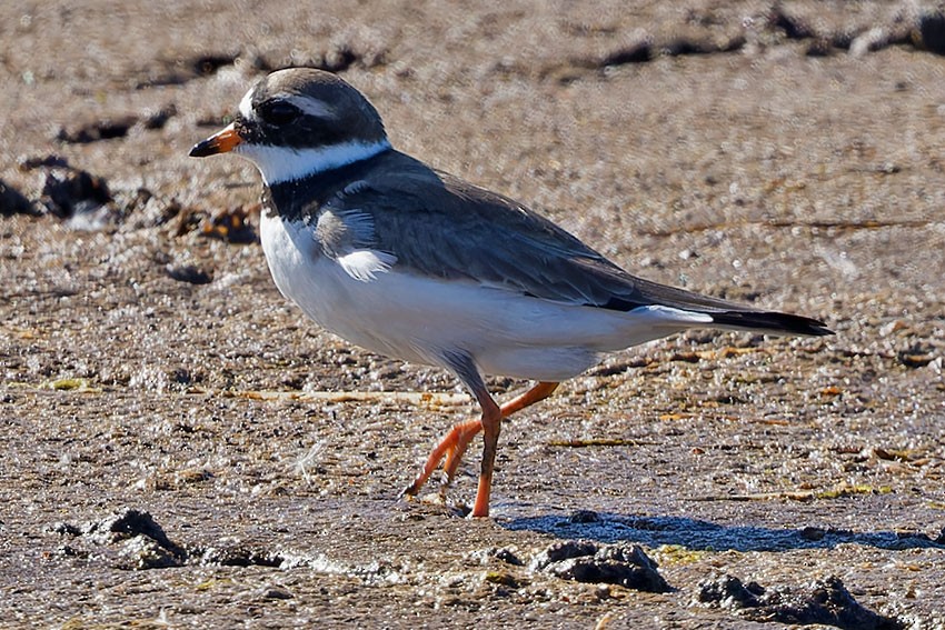 Common Ringed Plover - www.aladdin .st