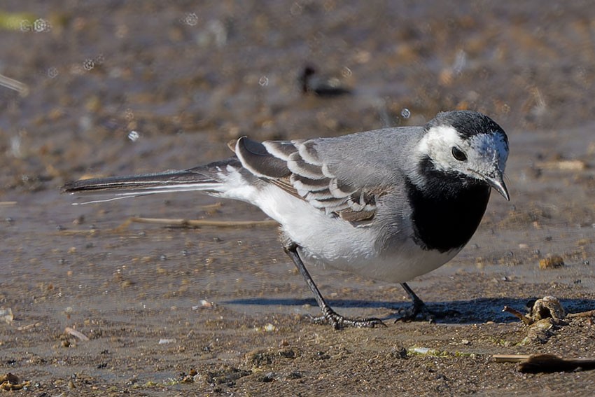 White Wagtail - www.aladdin .st