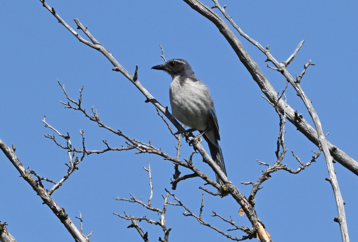 California Scrub-Jay - Larry Jordan