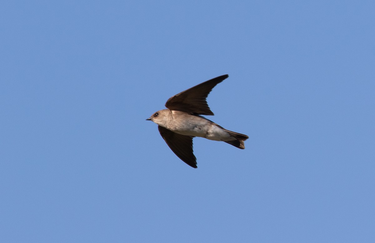 Northern Rough-winged Swallow - Nick Pulcinella