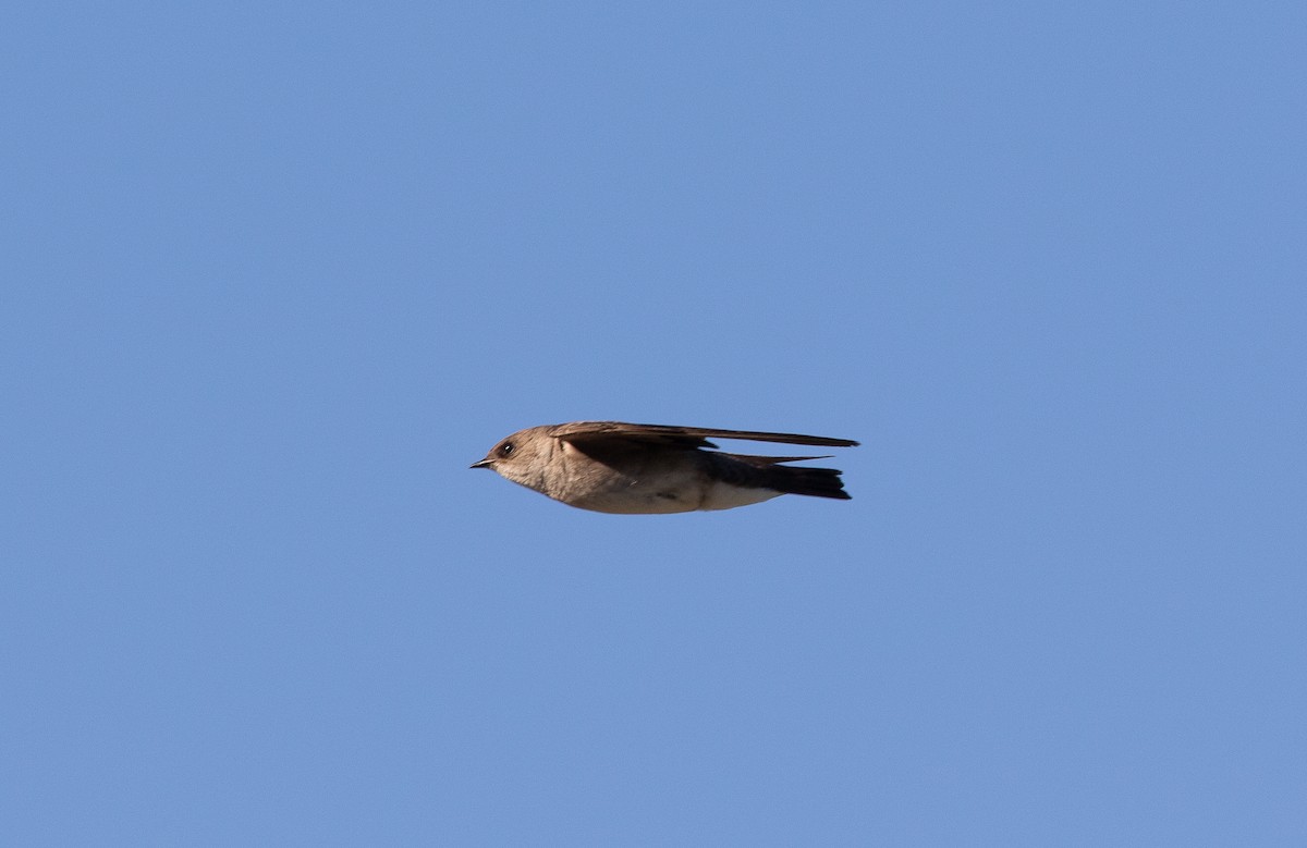 Northern Rough-winged Swallow - Nick Pulcinella