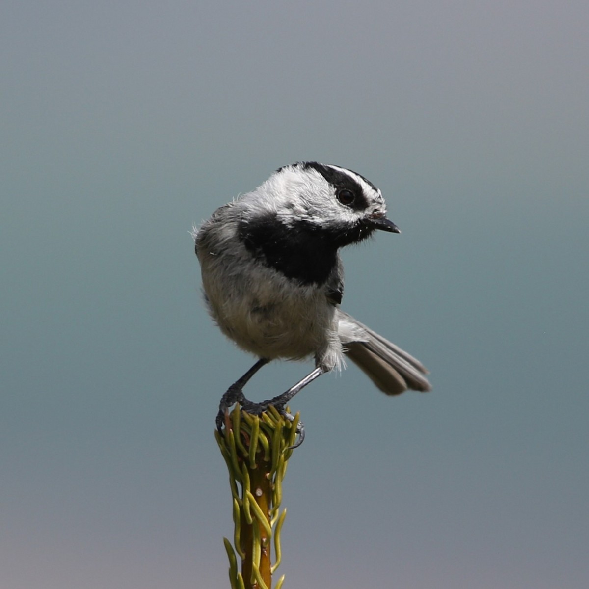 Mountain Chickadee - ML619263884