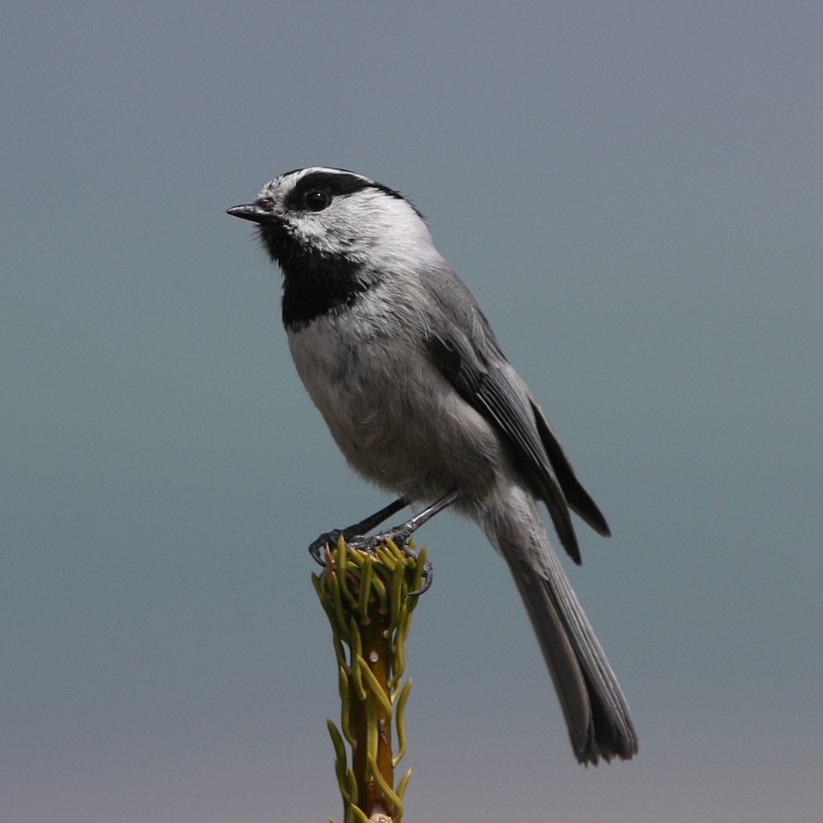 Mountain Chickadee - Matthew Henderson