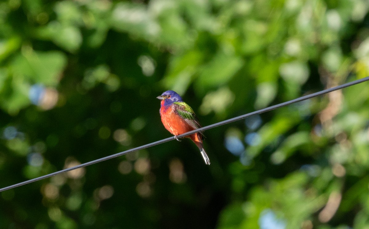 Painted Bunting - Nick Pulcinella