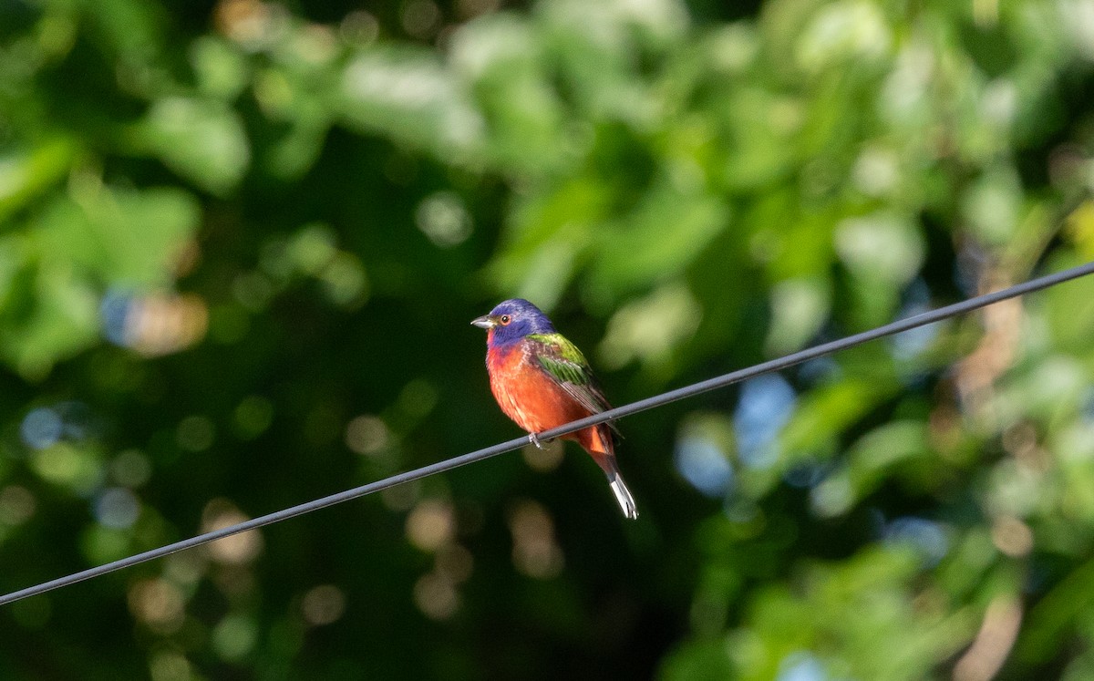 Painted Bunting - Nick Pulcinella