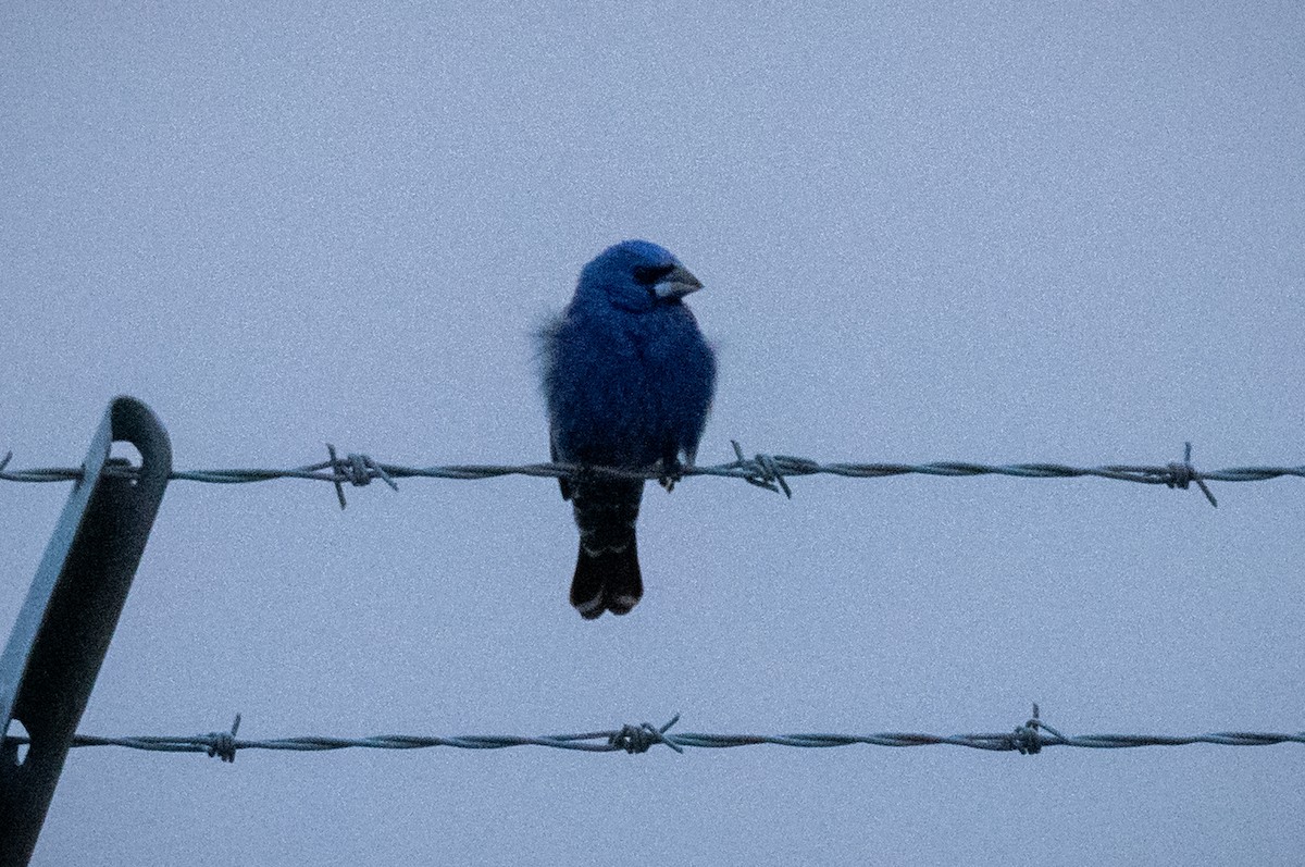 Blue Grosbeak - Chris Thomas