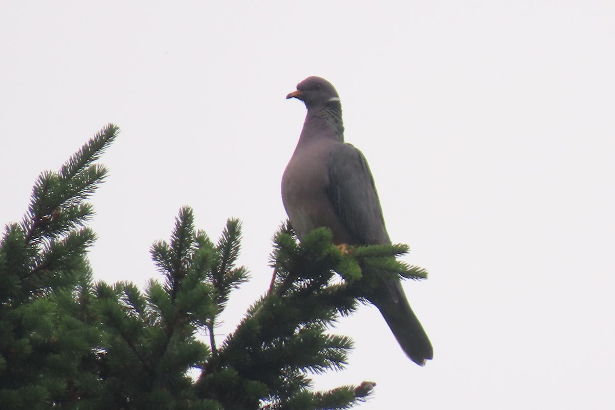 Band-tailed Pigeon - ML619263916