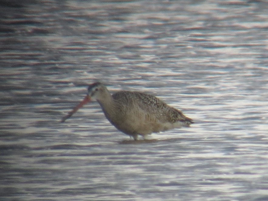 Marbled Godwit - Kathy Mihm Dunning