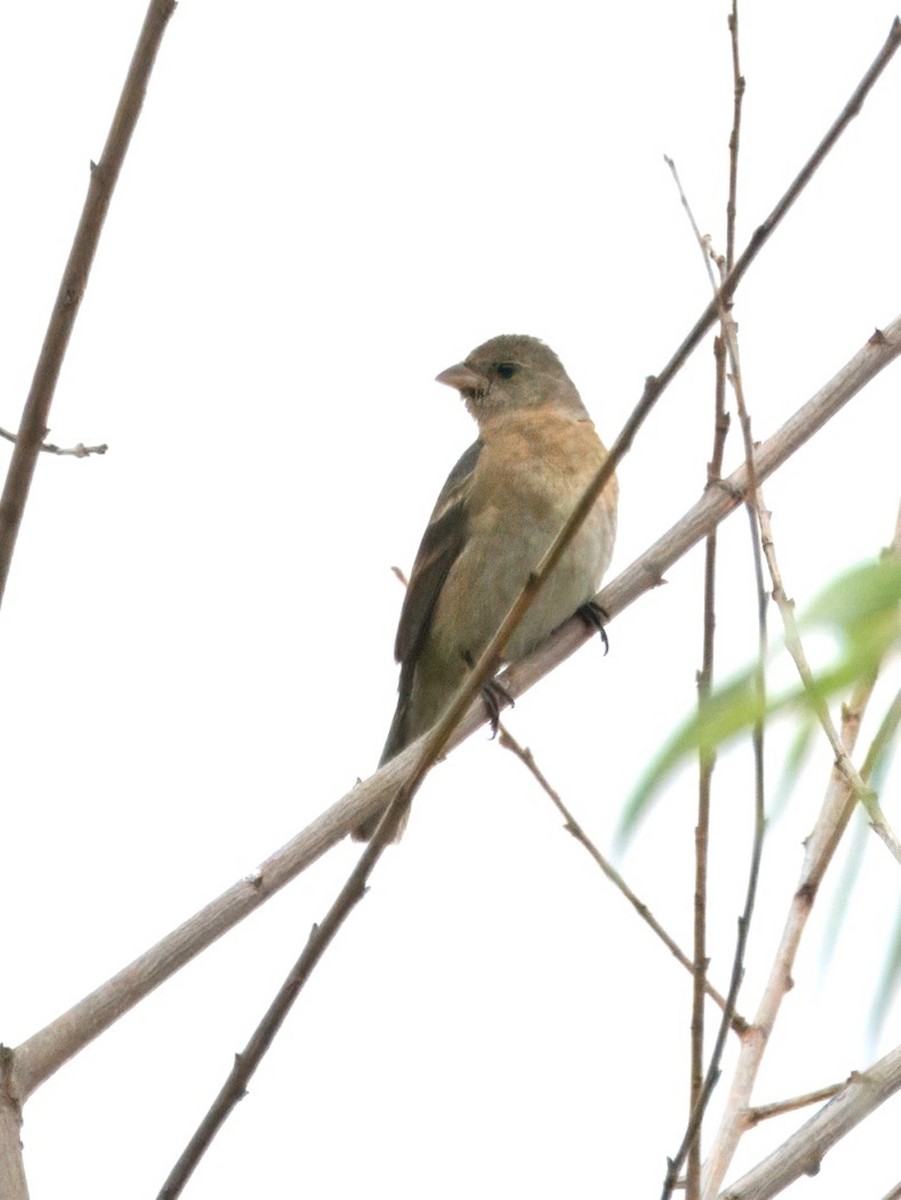 Lazuli Bunting - Merryl Edelstein