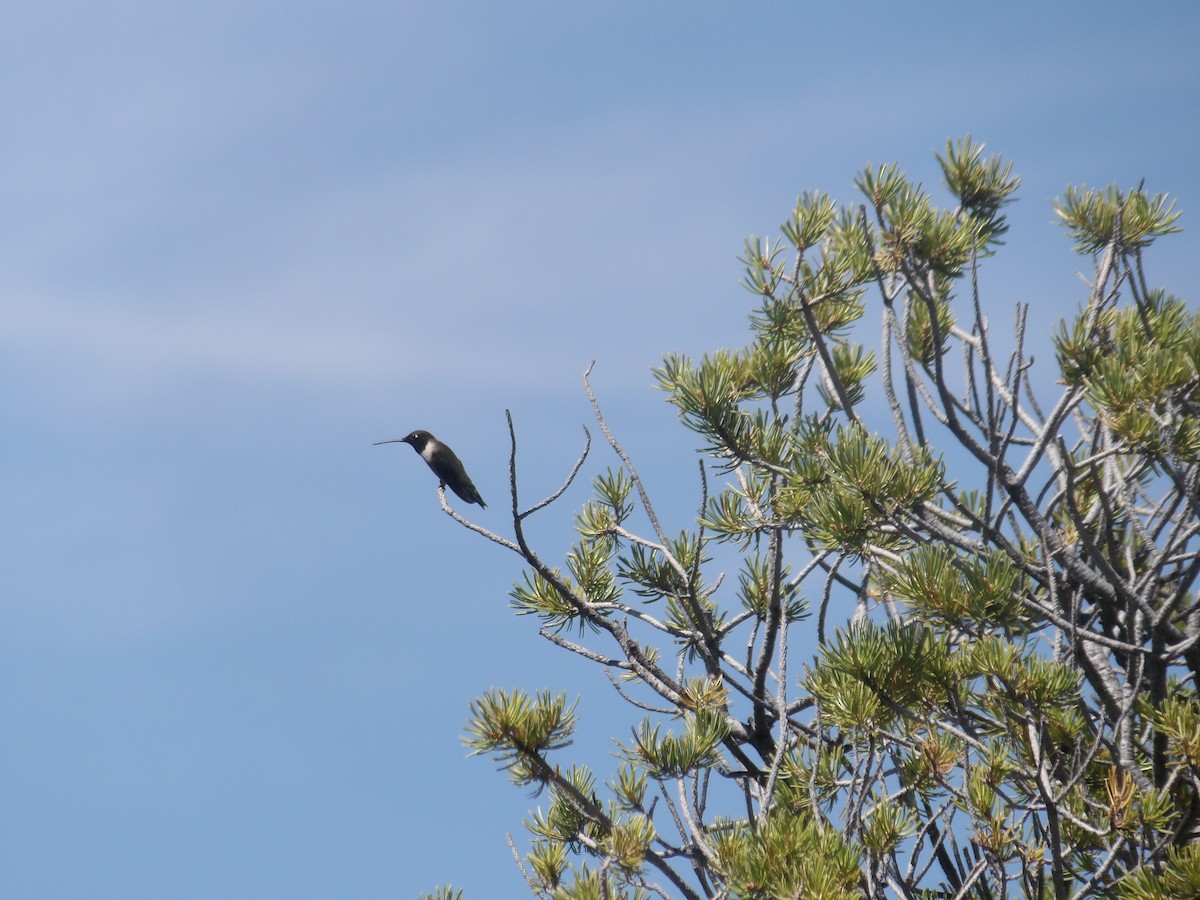 Black-chinned Hummingbird - ML619263943
