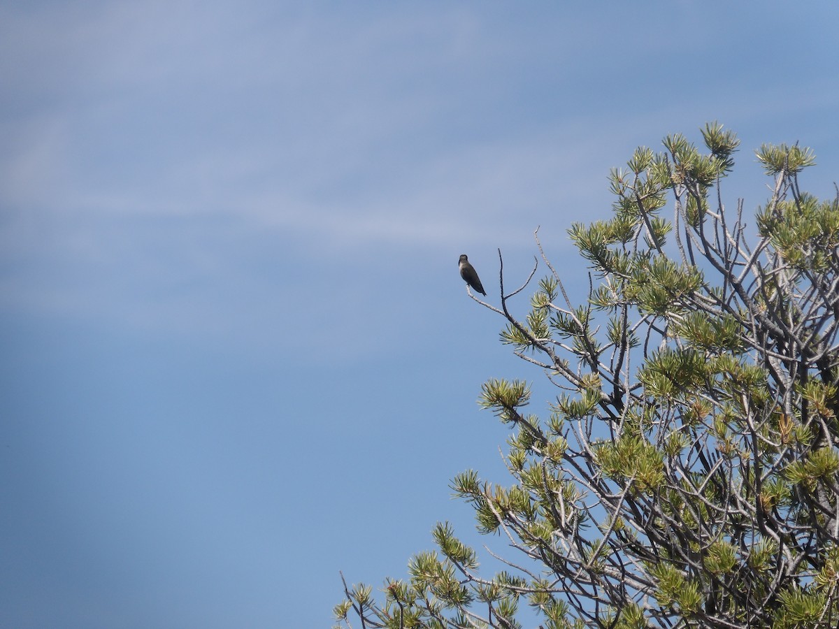 Black-chinned Hummingbird - ML619263946