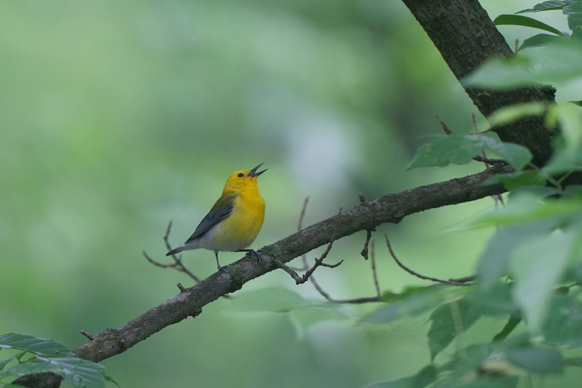 Prothonotary Warbler - ML619263951
