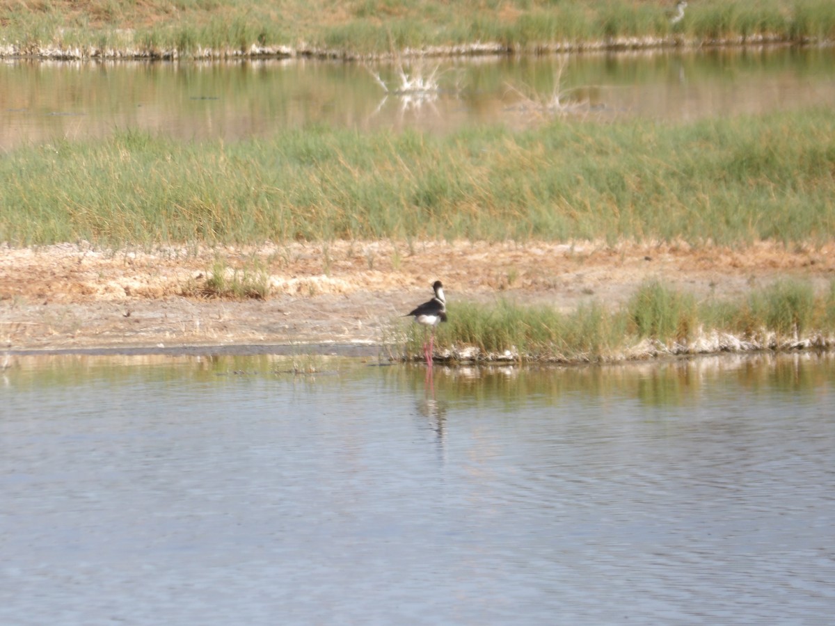 Black-necked Stilt - Nicolette Emms