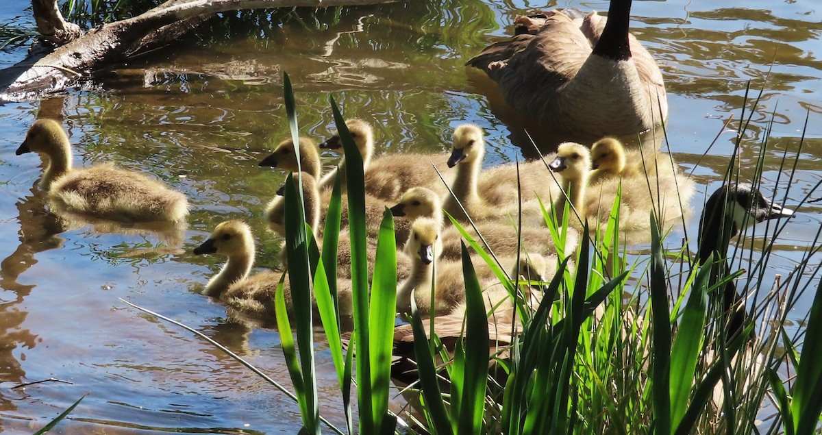 Canada Goose - Claire Weiser