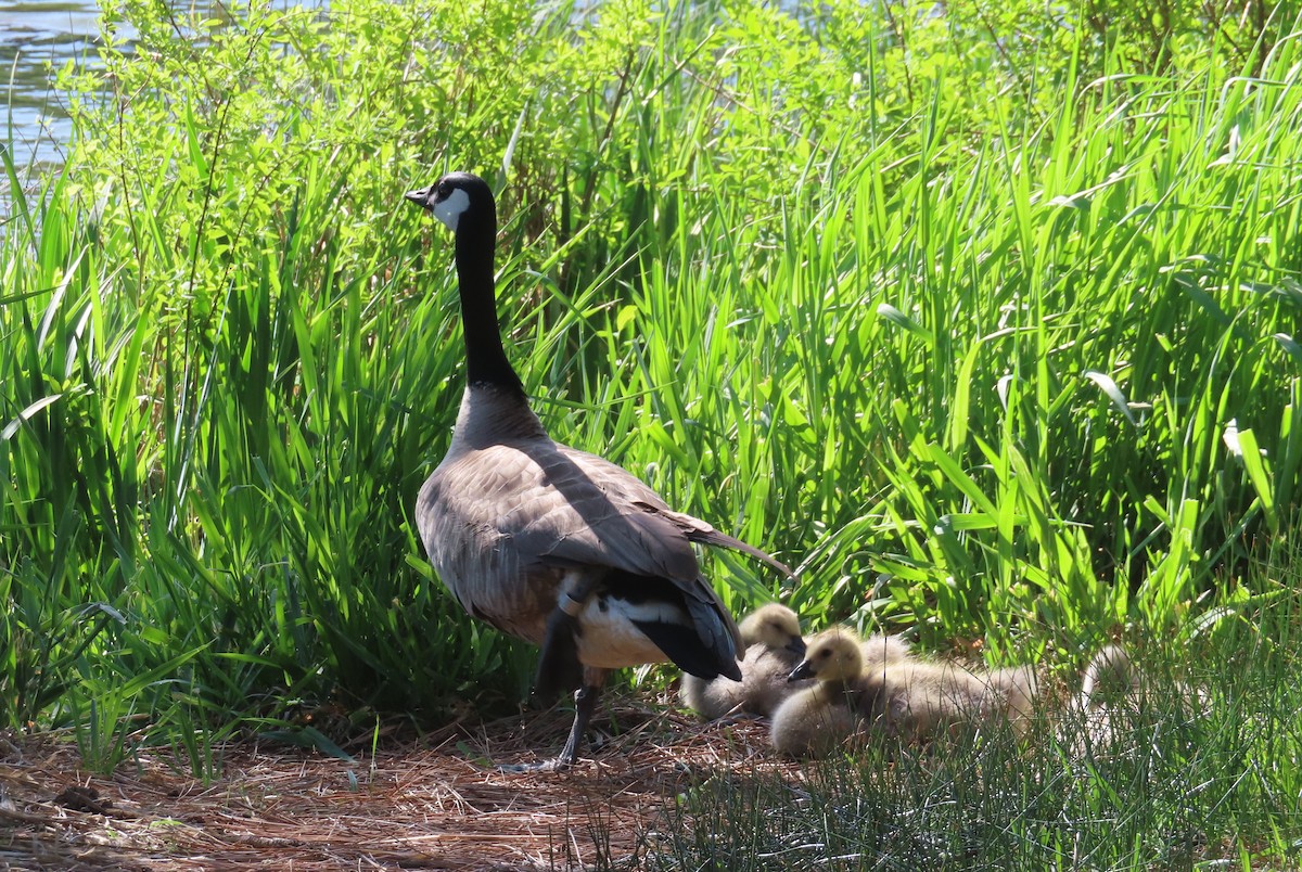 Canada Goose - Claire Weiser