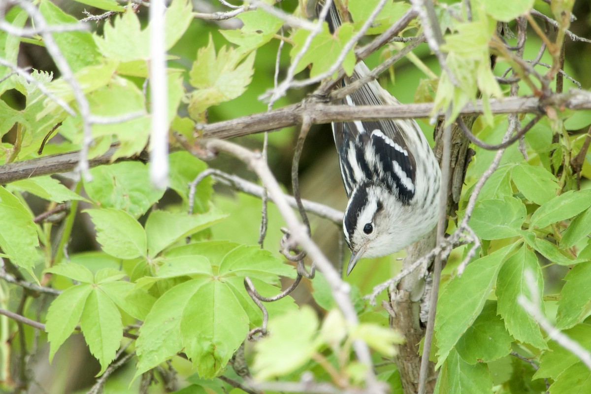 Black-and-white Warbler - Jerry Horak