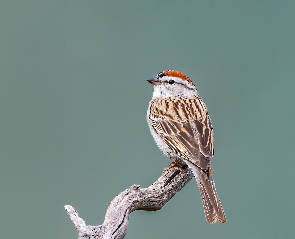 Chipping Sparrow - Jim Merritt