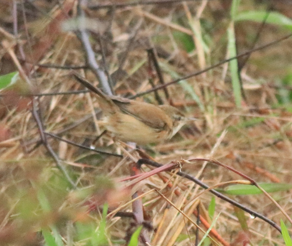 Paddyfield Warbler - Afsar Nayakkan