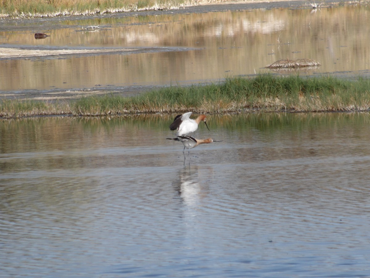 American Avocet - Nicolette Emms