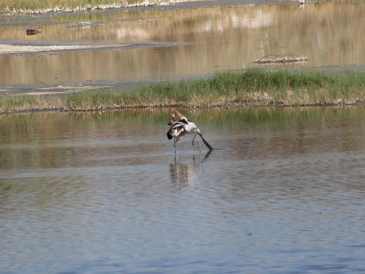 American Avocet - Nicolette Emms