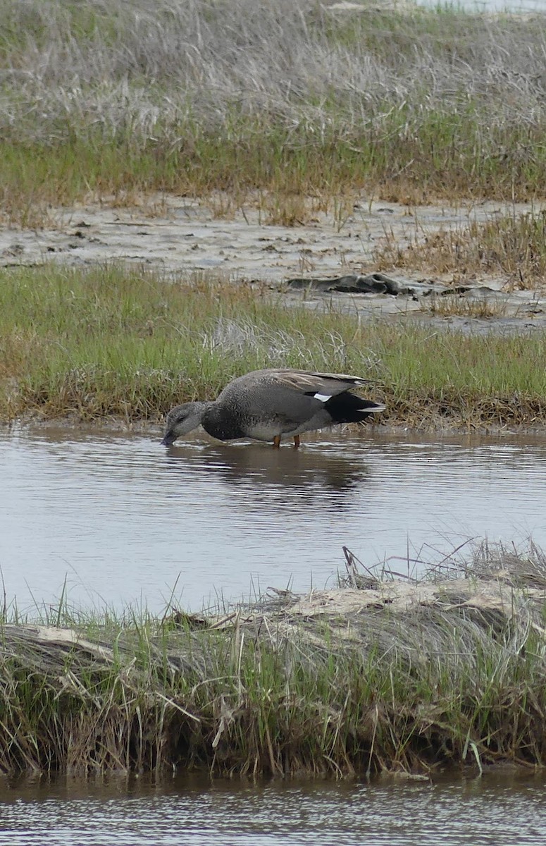 Gadwall - Cheyenne Ellis