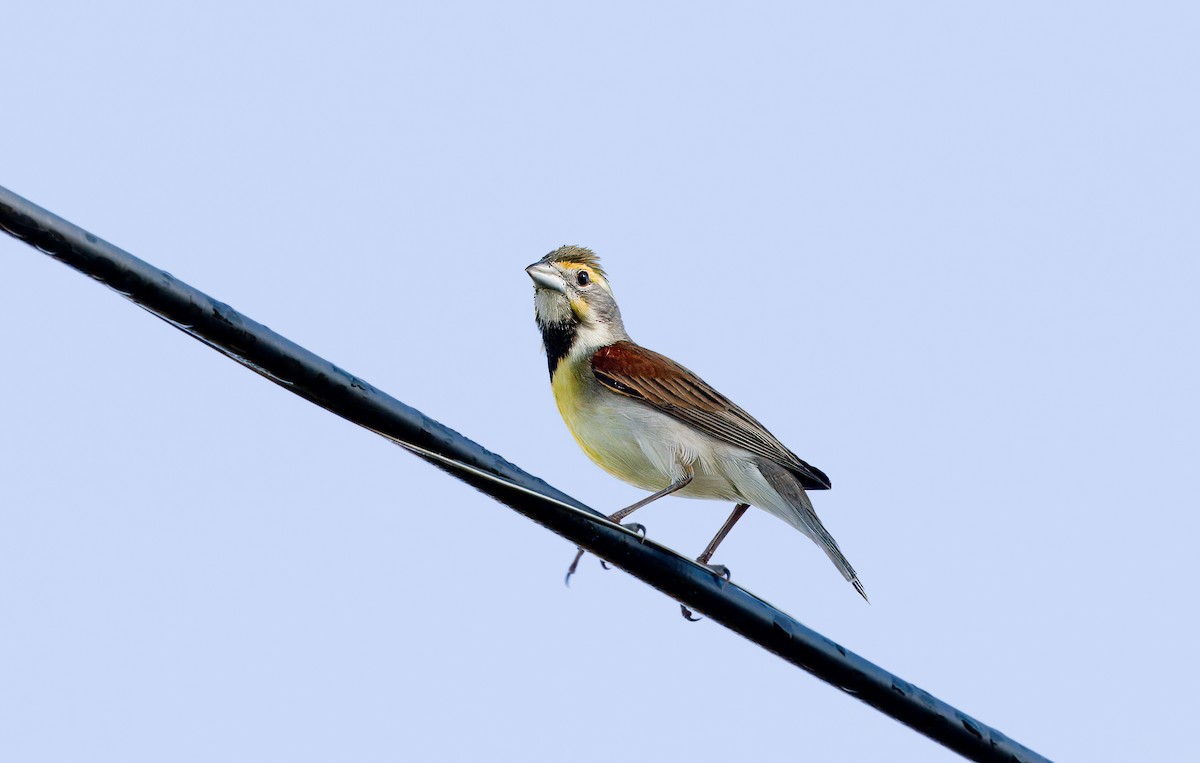 Dickcissel - Nick Pulcinella