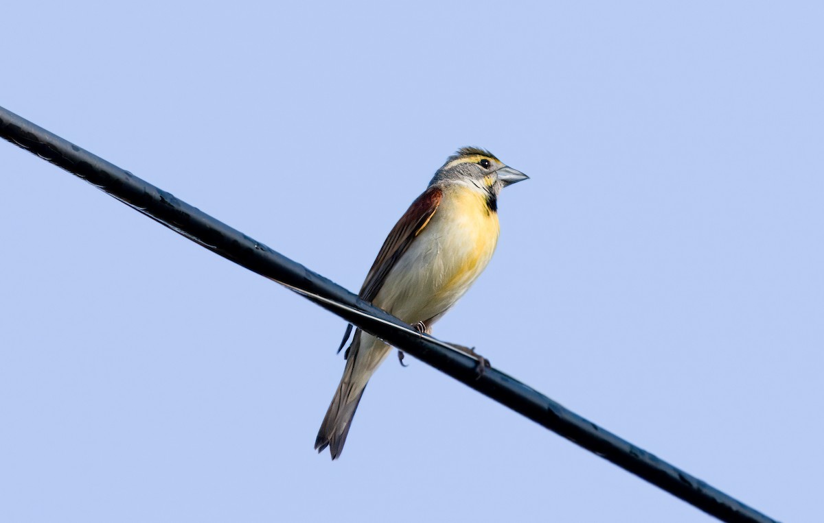 Dickcissel d'Amérique - ML619263998