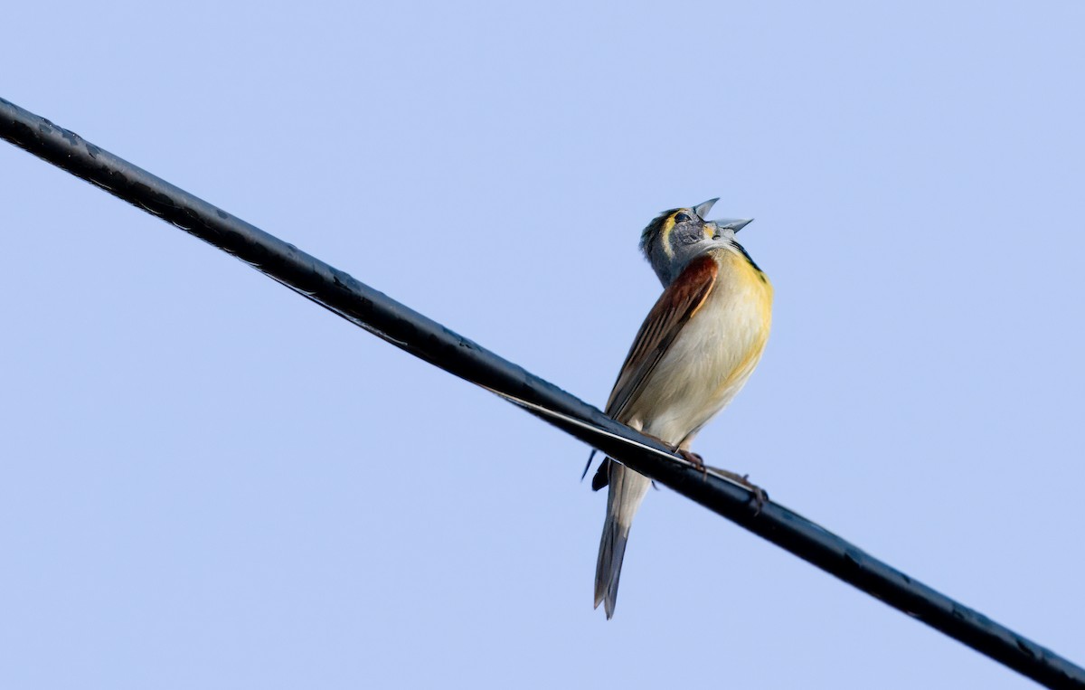 Dickcissel - Nick Pulcinella