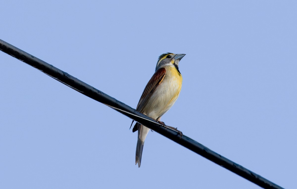 Dickcissel d'Amérique - ML619264001