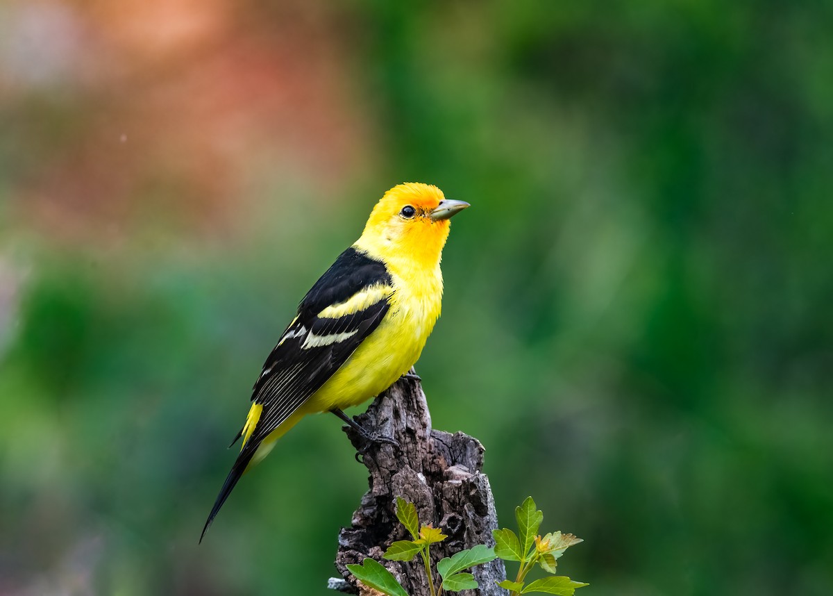 Western Tanager - Jim Merritt