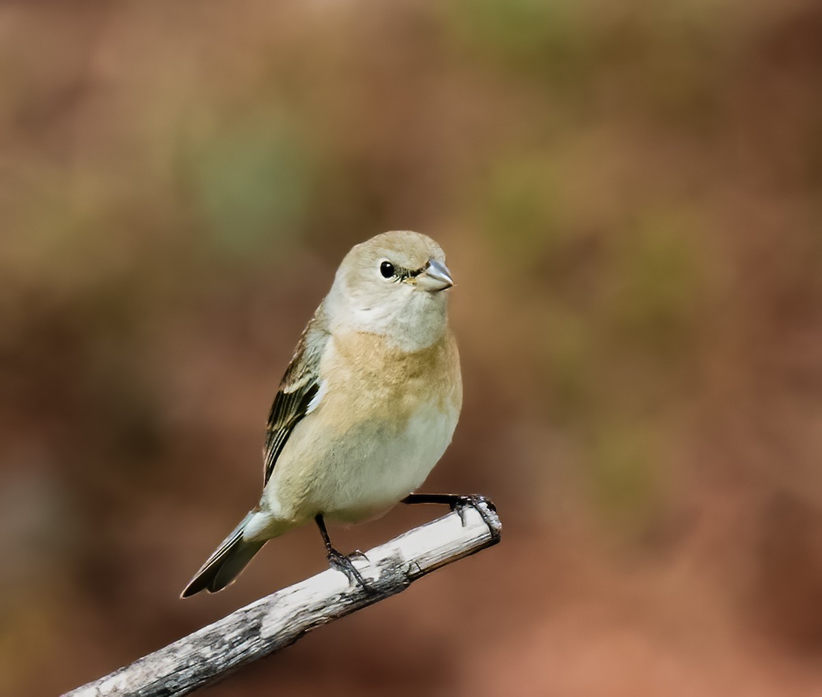 Lazuli Bunting - Jim Merritt