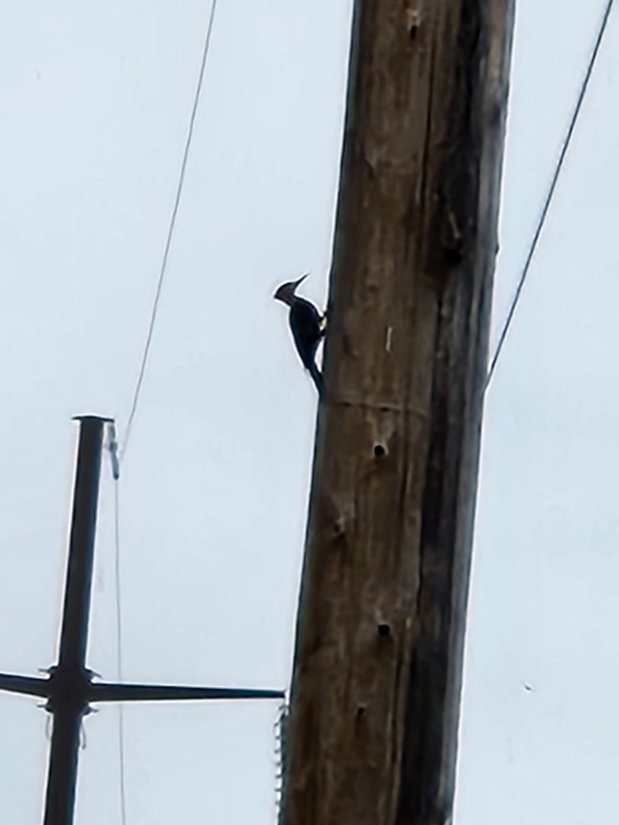 Pileated Woodpecker - Bro Co.