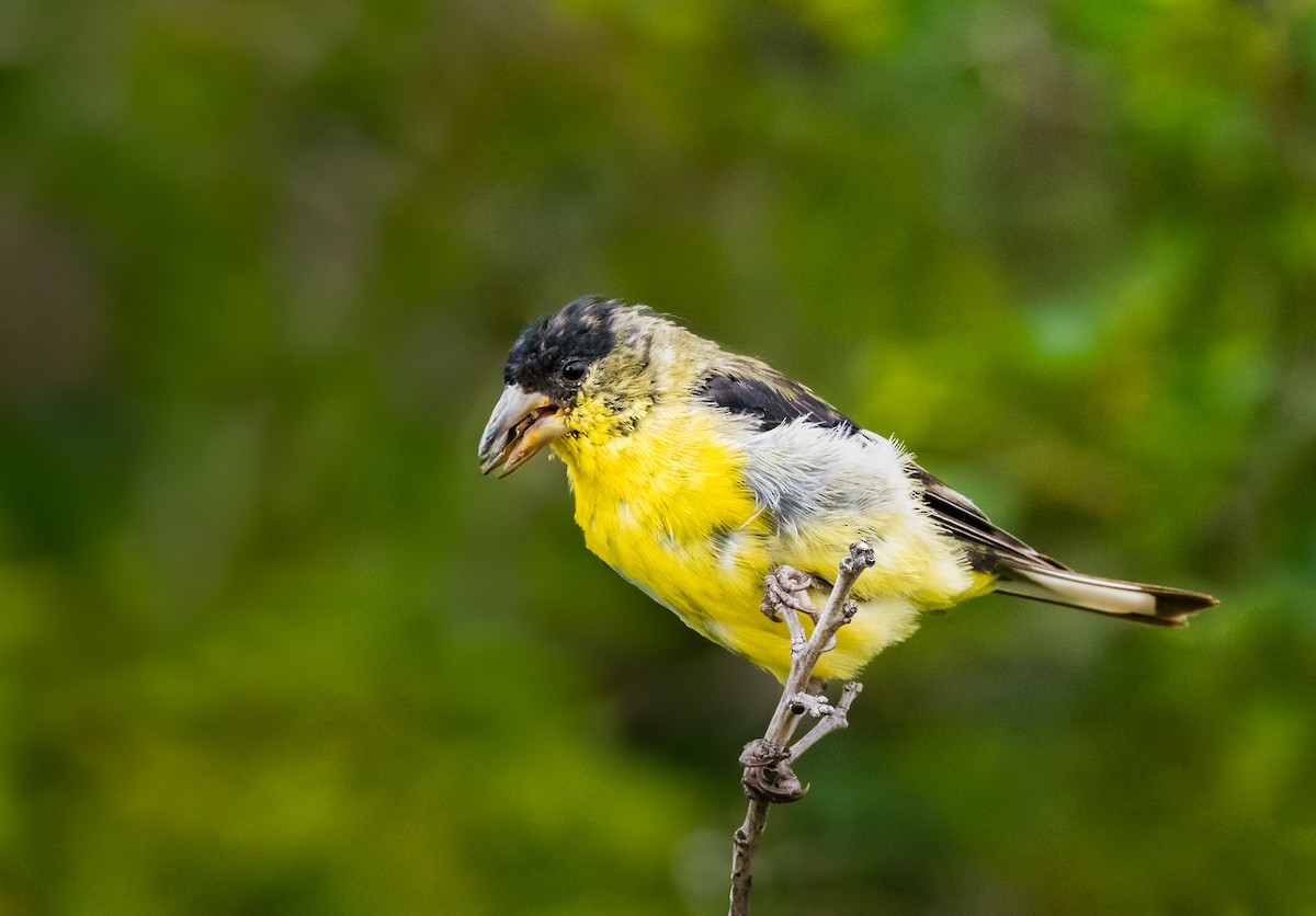 Lesser Goldfinch - Jim Merritt