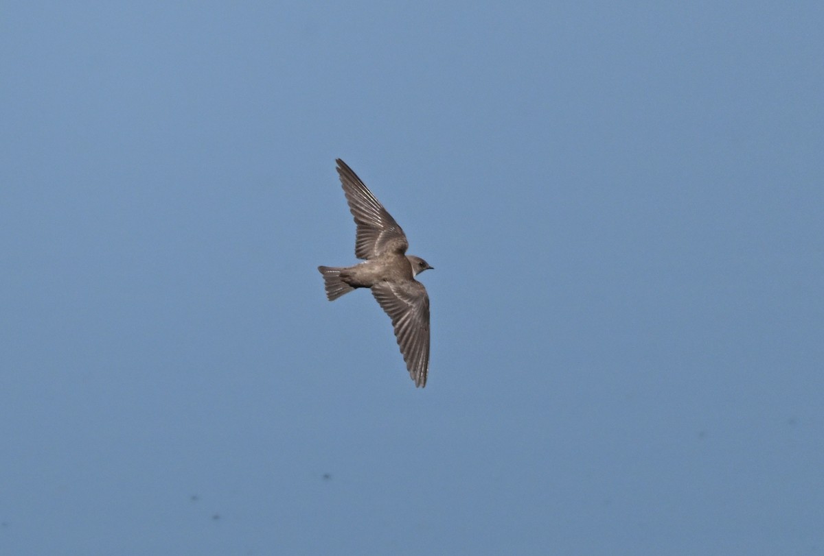 Northern Rough-winged Swallow - Larry Jordan