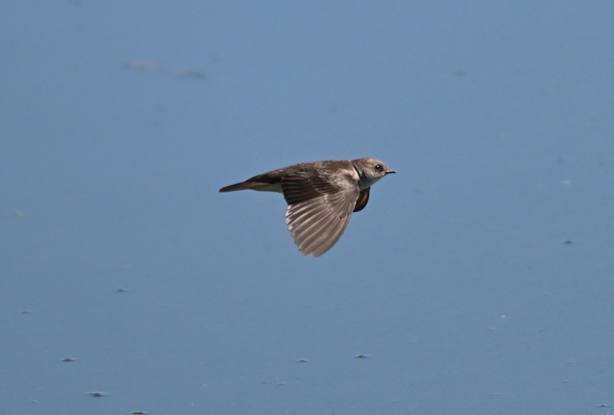 Northern Rough-winged Swallow - Larry Jordan
