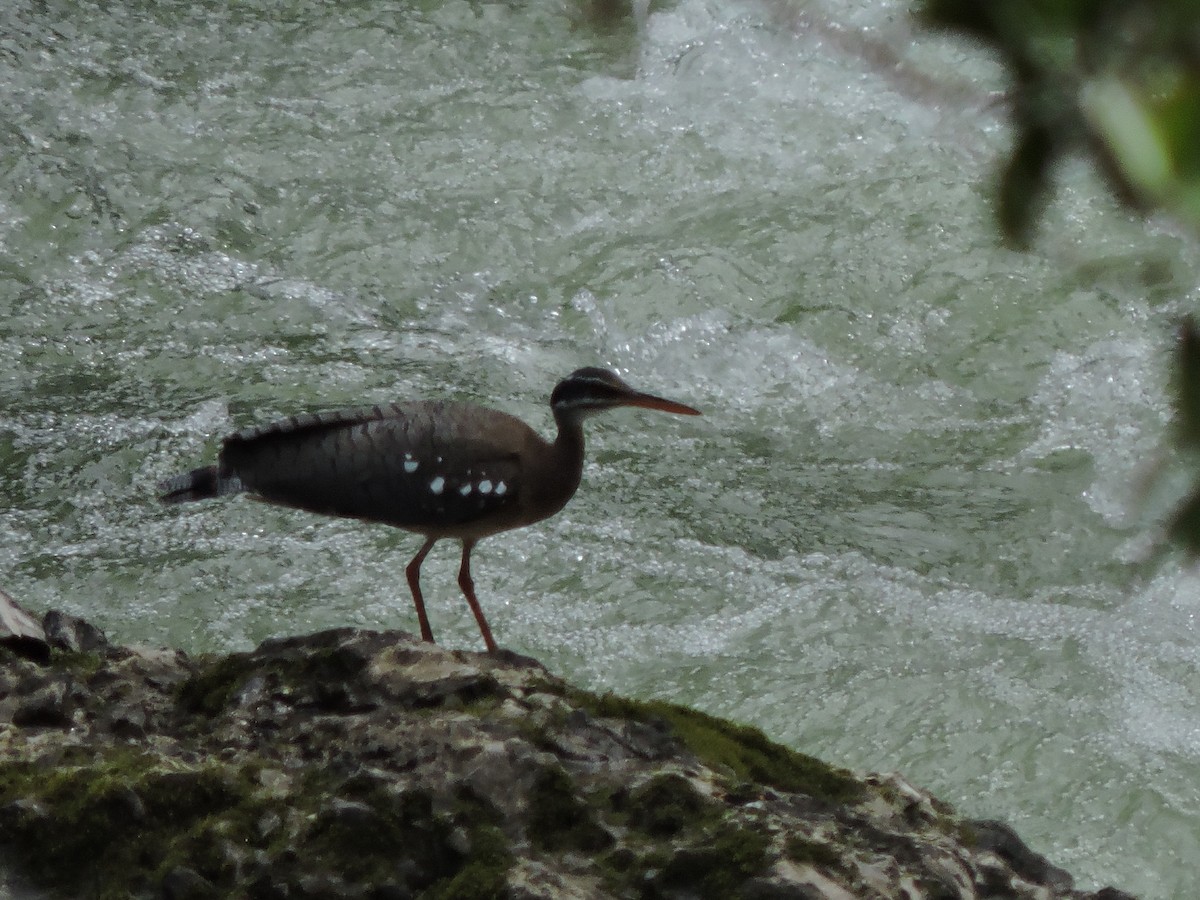 Sunbittern - Nelly Mayorca