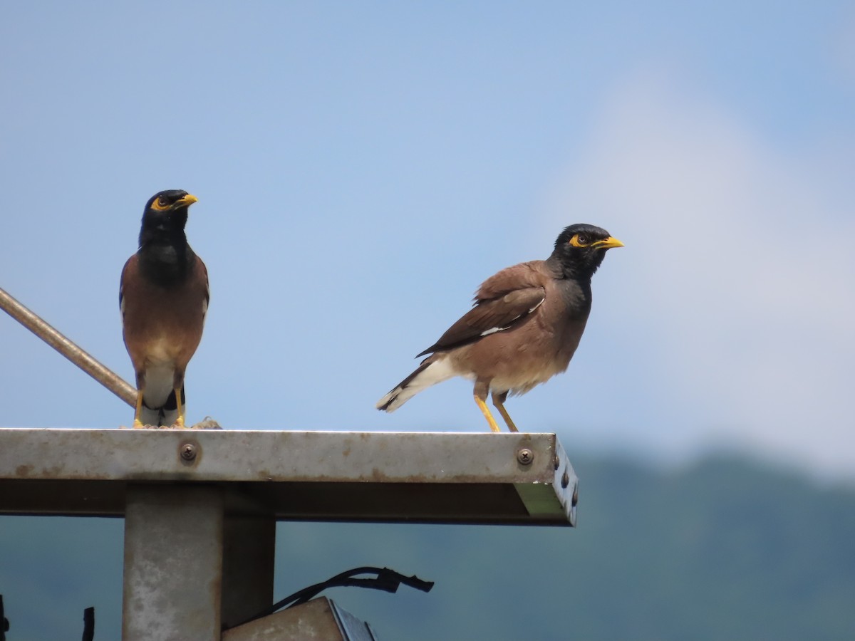 Common Myna - 韋勳 陳