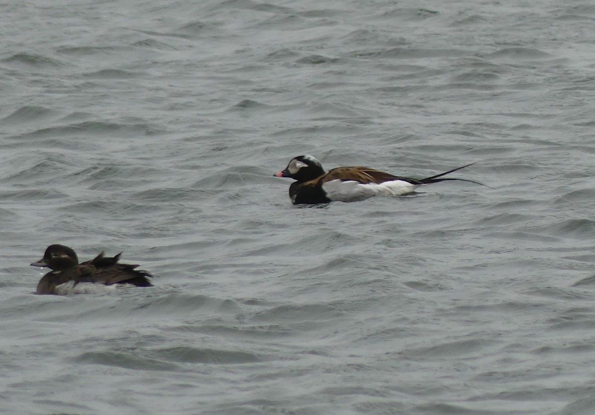 Long-tailed Duck - ML619264059