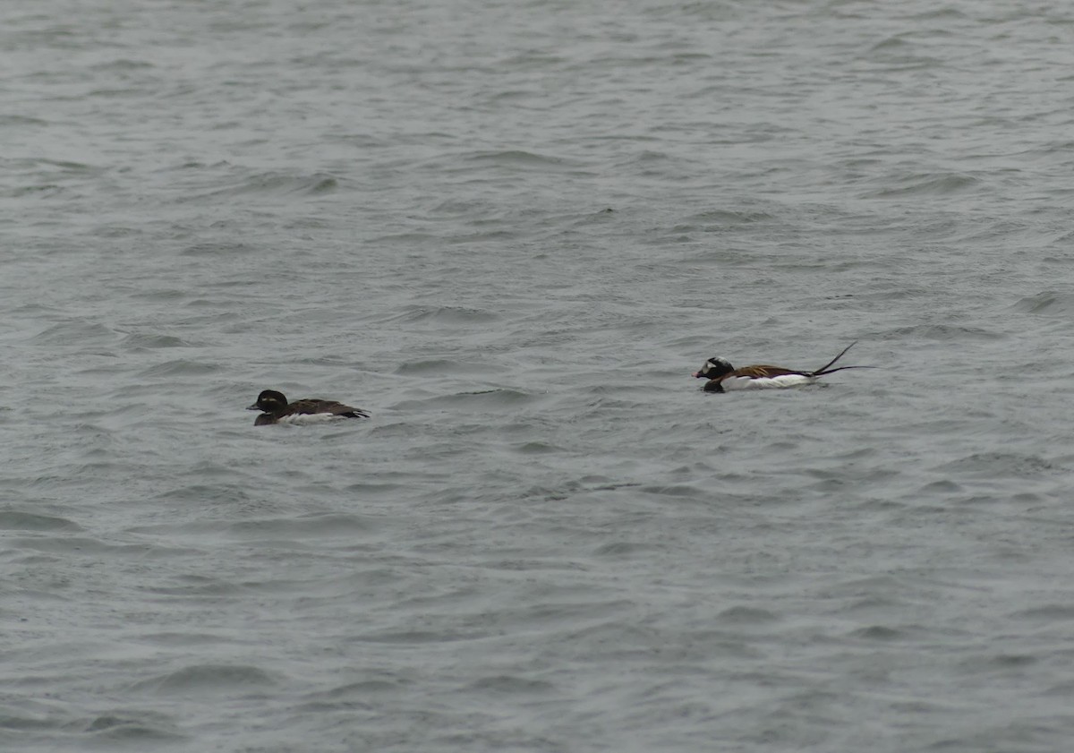 Long-tailed Duck - ML619264060