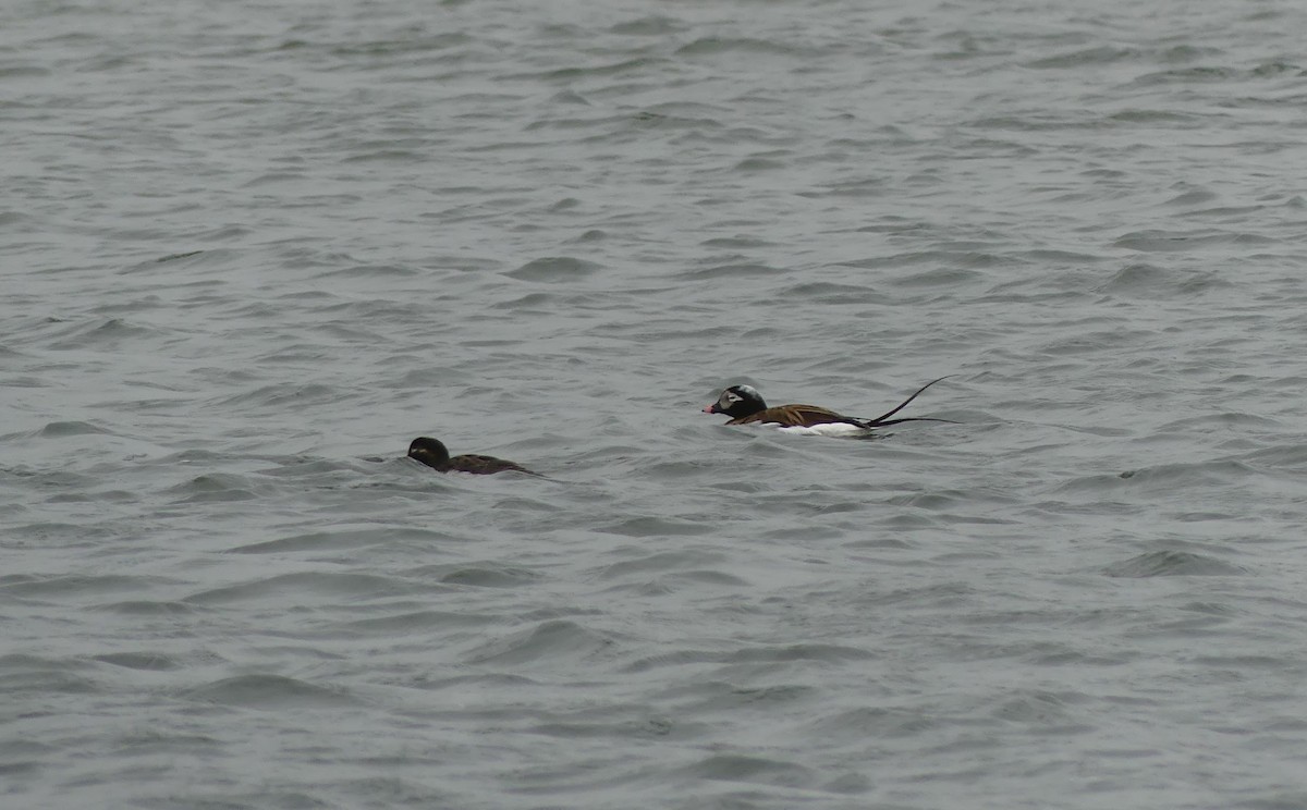 Long-tailed Duck - ML619264061