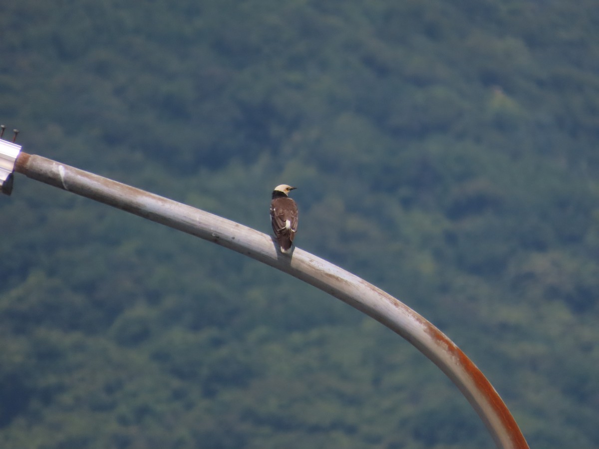 Black-collared Starling - 韋勳 陳